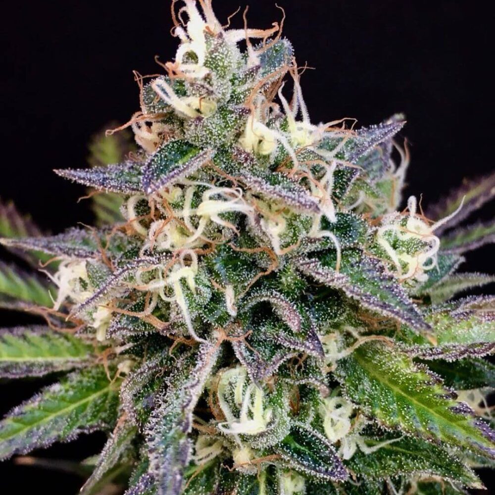 Cheese Cookies - Alchimia