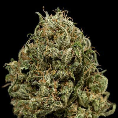 Cheese XXL Auto - Alchimia