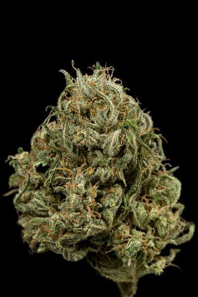 Cheese XXL Auto - Alchimia