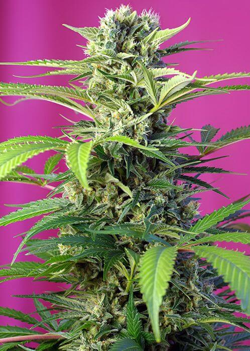 Chem Beyond Diesel CBD - Alchimia