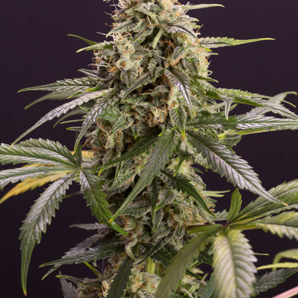 Chem-Bomb Auto - Alchimia