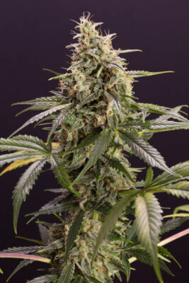 Chem-Bomb Auto - Alchimia