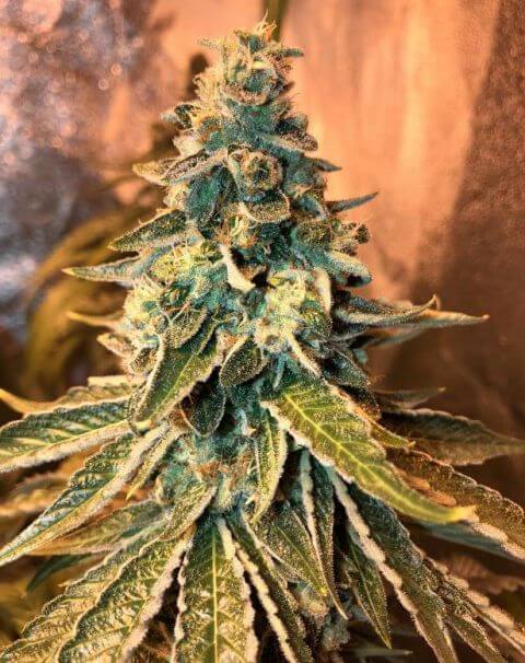 Chem OG - Alchimia