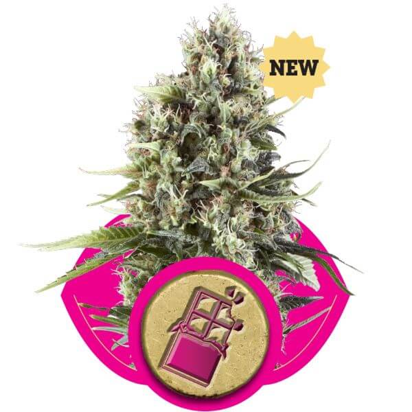 Chocolate Haze - Alchimia