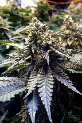 Chocolate Mint OG 2.0 - Alchimia