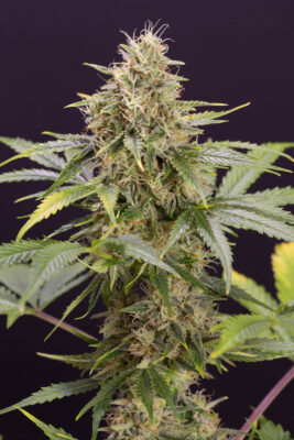 Chocolate Mint OG Auto - Alchimia