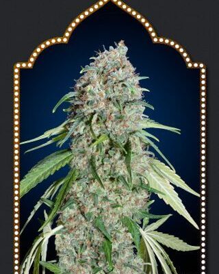 Chocolate Skunk CBD - Alchimia
