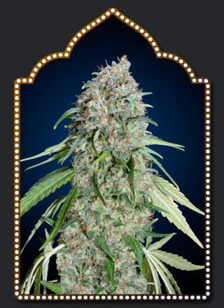 Chocolate Skunk CBD - Alchimia