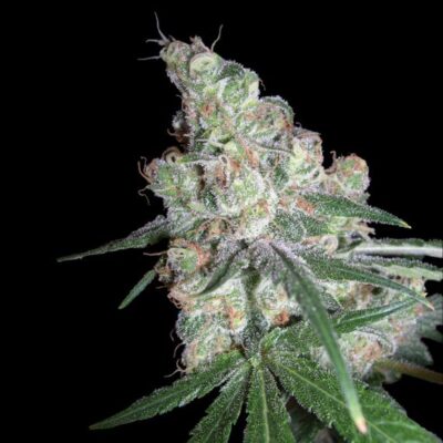 Chocolope - Alchimia
