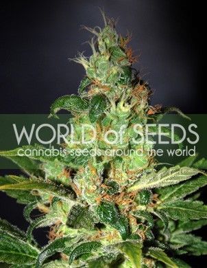 Chronic Haze - Alchimia