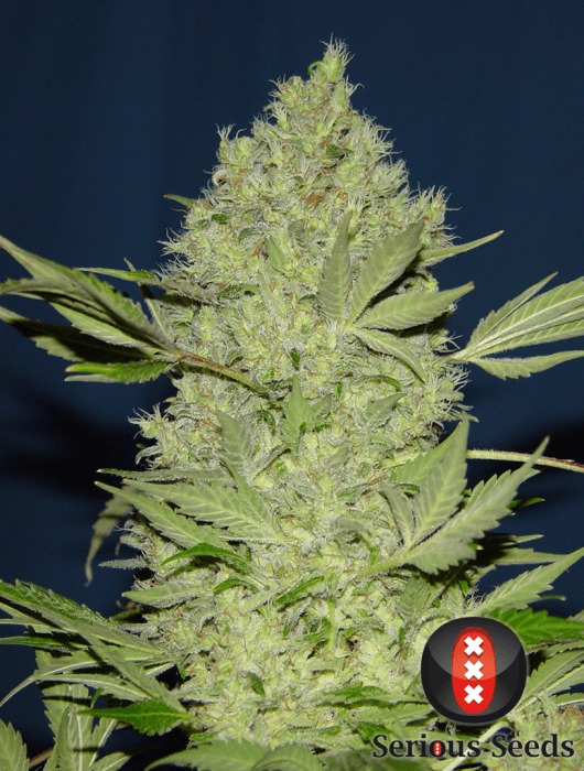 Chronic - Regular - Alchimia