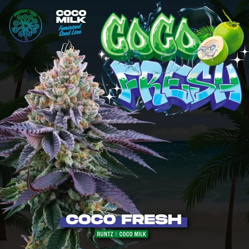 Coco Fresh  3 Free Fem - Alchimia
