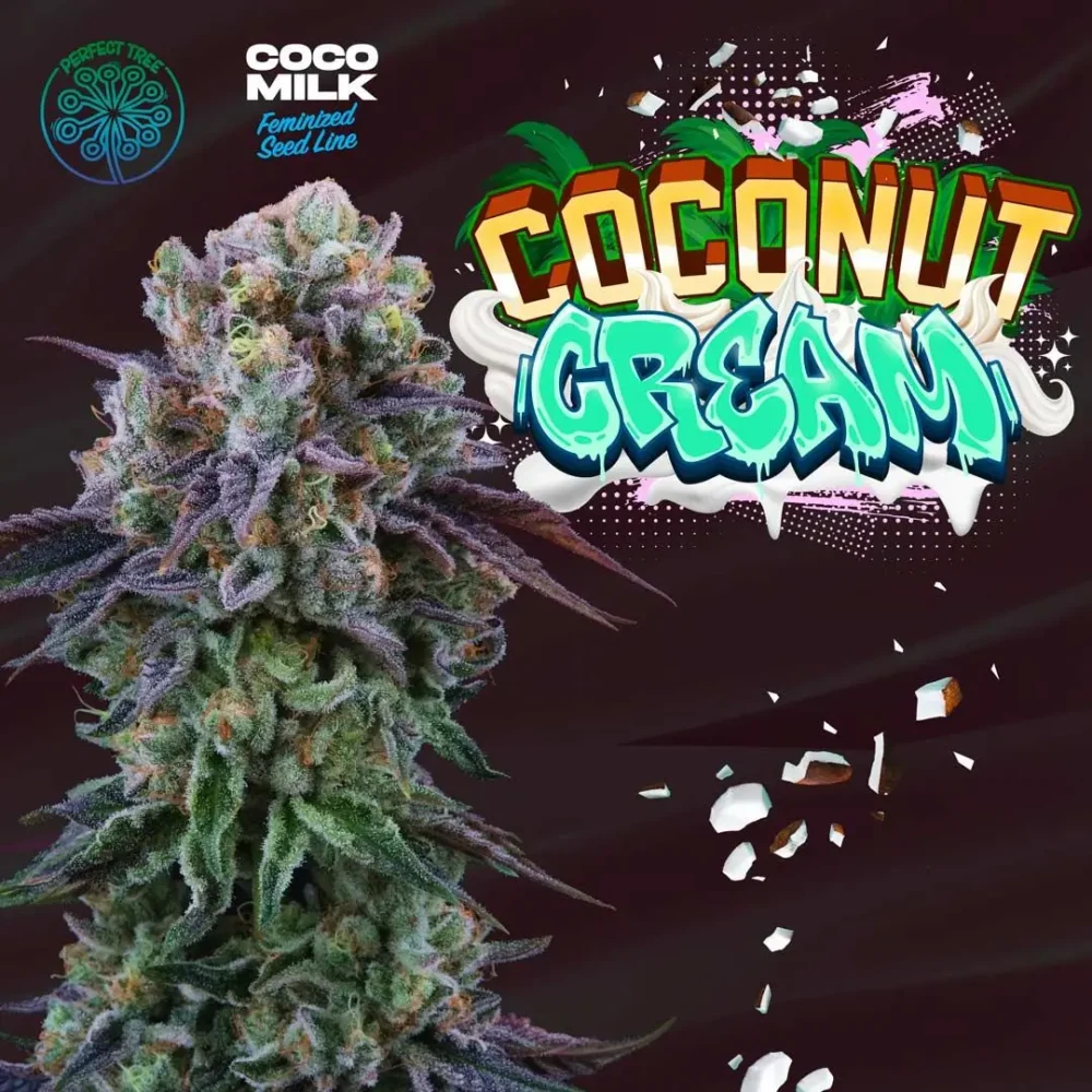 Coconut Cream  3 Free Fem - Alchimia