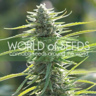 Colombian Gold - Alchimia