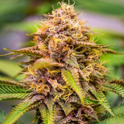 Conscious Kush V3 - Alchimia