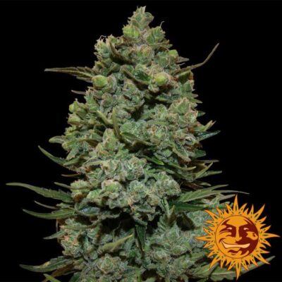 Cookies Kush - Alchimia