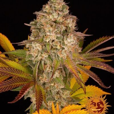 Cookies Kush Auto - Alchimia