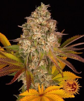 Cookies Kush Auto - Alchimia