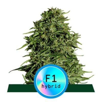 Cosmos F1 Auto CBD - Alchimia