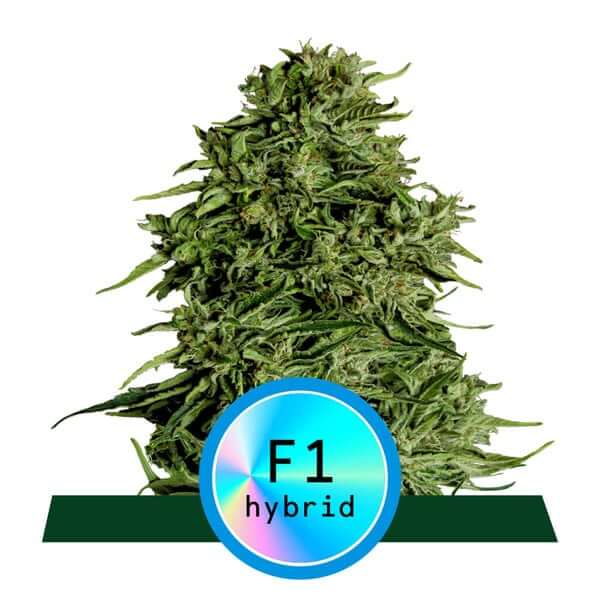 Cosmos F1 Auto CBD - Alchimia