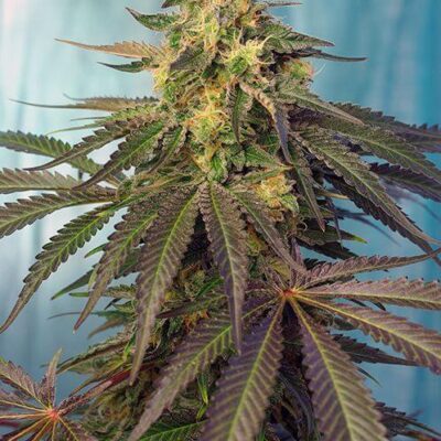 Cream Caramel CBD - Alchimia