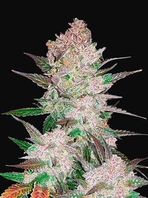 Cream Cookies Auto - Alchimia