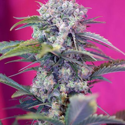 Cream Mandarine Auto - Alchimia
