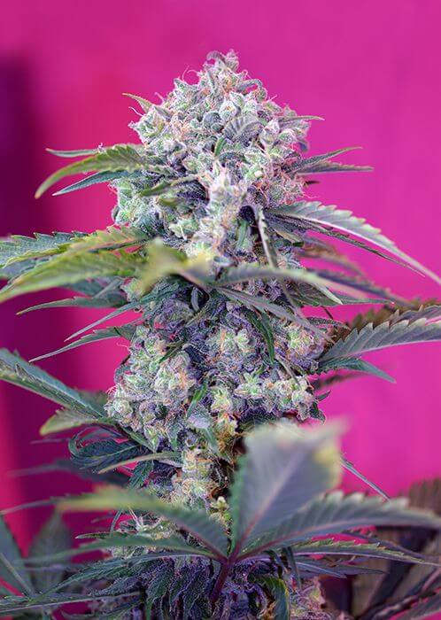 Cream Mandarine Auto - Alchimia
