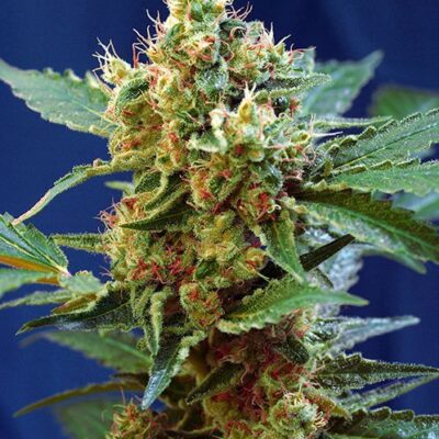 Cream Mandarine XL Auto - Alchimia