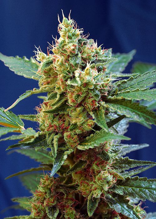Cream Mandarine XL Auto - Alchimia