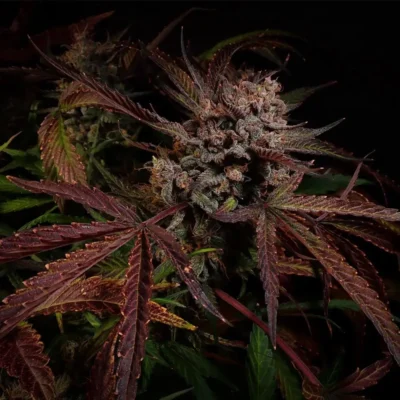 Creme de la Compton F3 Auto - Alchimia