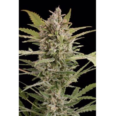 Critical 2.0 Auto - Alchimia