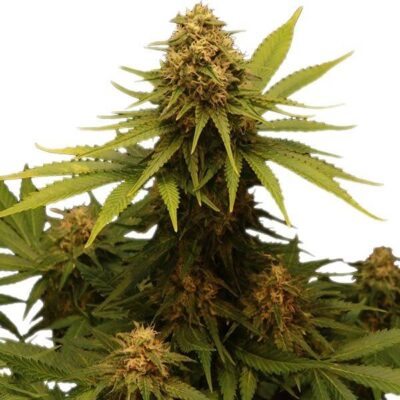 Critical - Alchimia