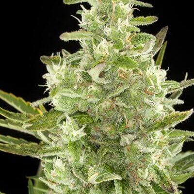 Critical  Auto - Alchimia