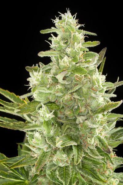 Critical  Auto - Alchimia