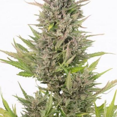 Critical Auto CBD - Alchimia