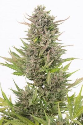 Critical Auto CBD - Alchimia