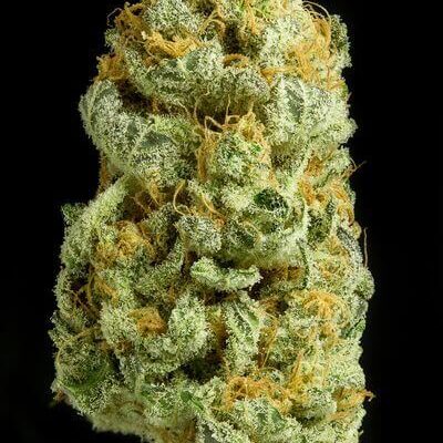 Critical Cheese - Alchimia