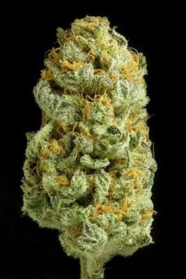 Critical Cheese - Alchimia