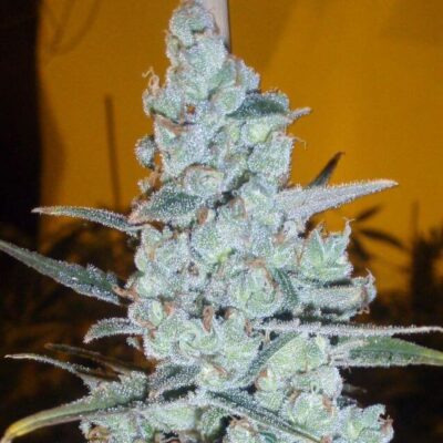 Critical Jack Herer - Alchimia