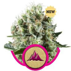 Critical Kush - Alchimia