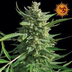 Critical Kush - Regular - Alchimia