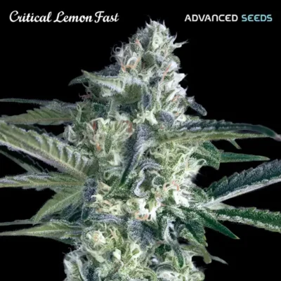 Critical Lemon Fast - Alchimia