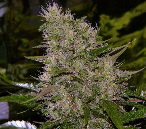 Critical Mass - - Alchimia