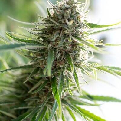 Critical Mass CBD - Alchimia