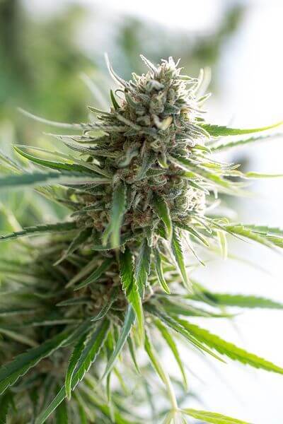 Critical Mass CBD - Alchimia