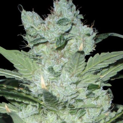 Critical Neville Haze 2.0 - Alchimia