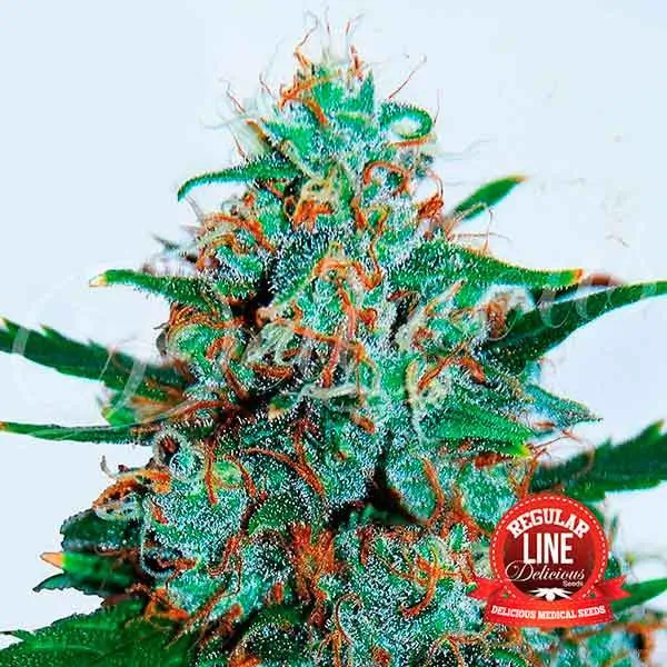 Critical Neville Haze Auto Reg - Alchimia