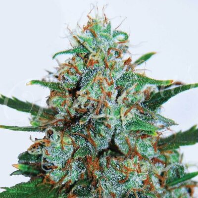 Critical Neville’s Haze Auto - Alchimia