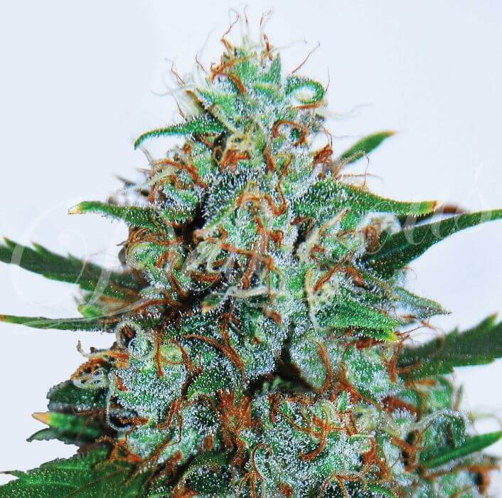 Critical Neville’s Haze Auto - Alchimia